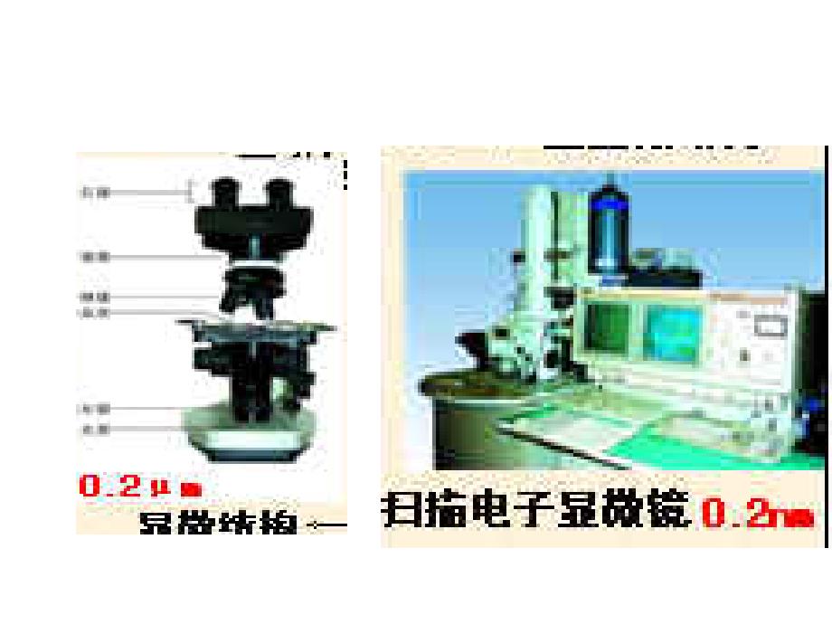 细胞核和细胞器2_第2页