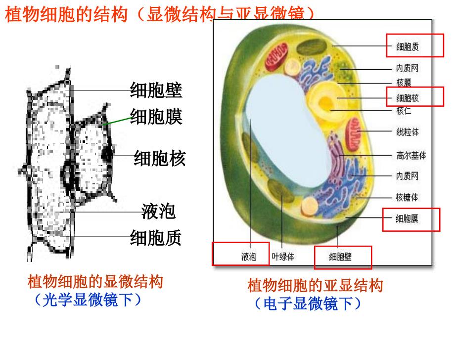 细胞核和细胞器2_第4页