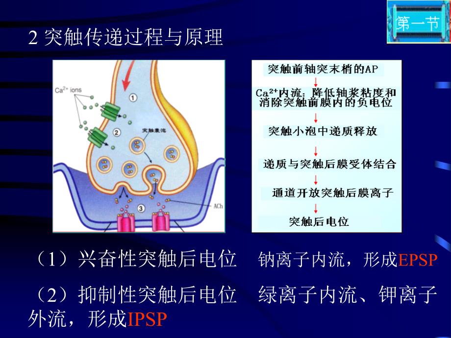 神经系统生理总论_第3页