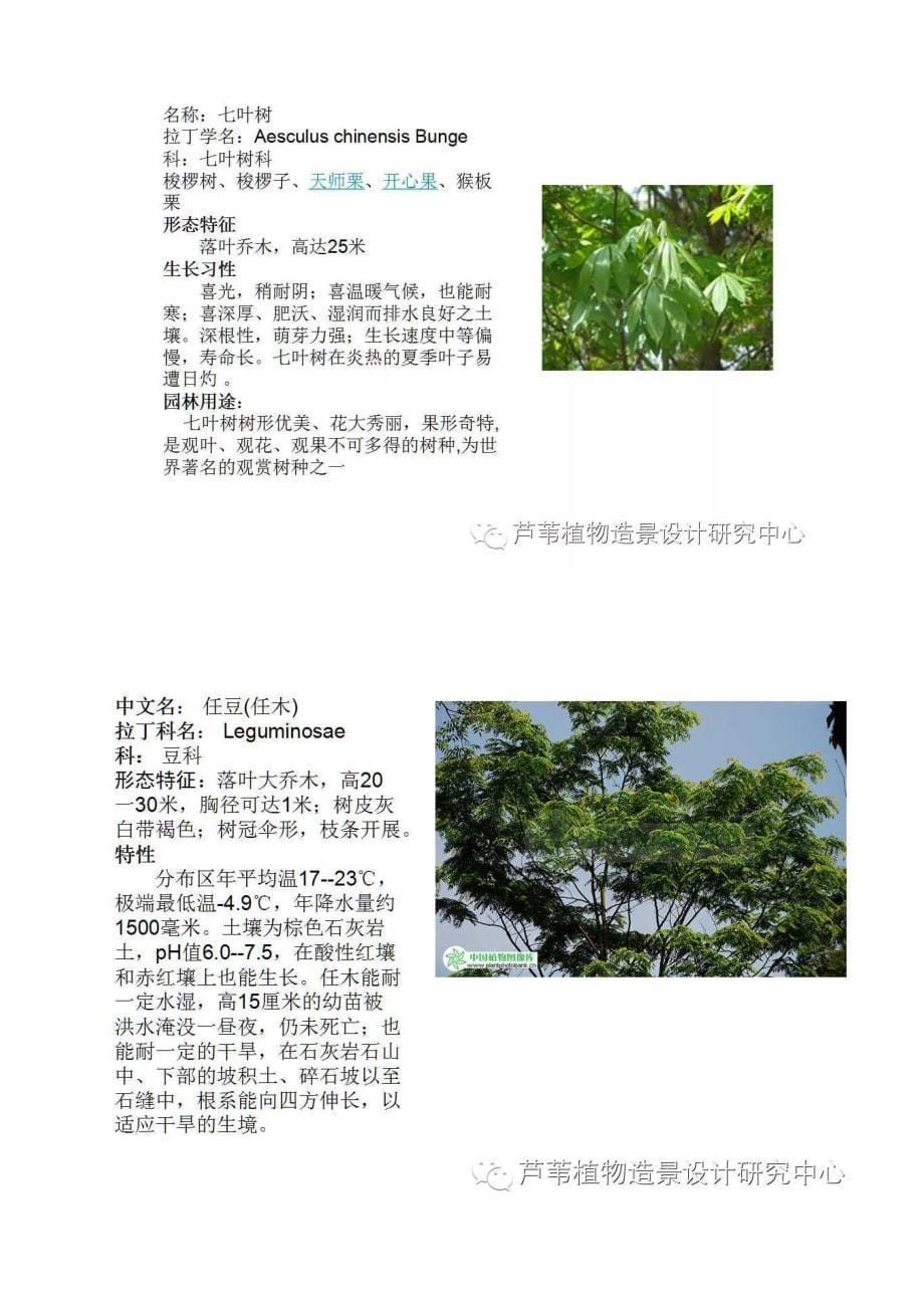 100种园林常用乔木_第5页
