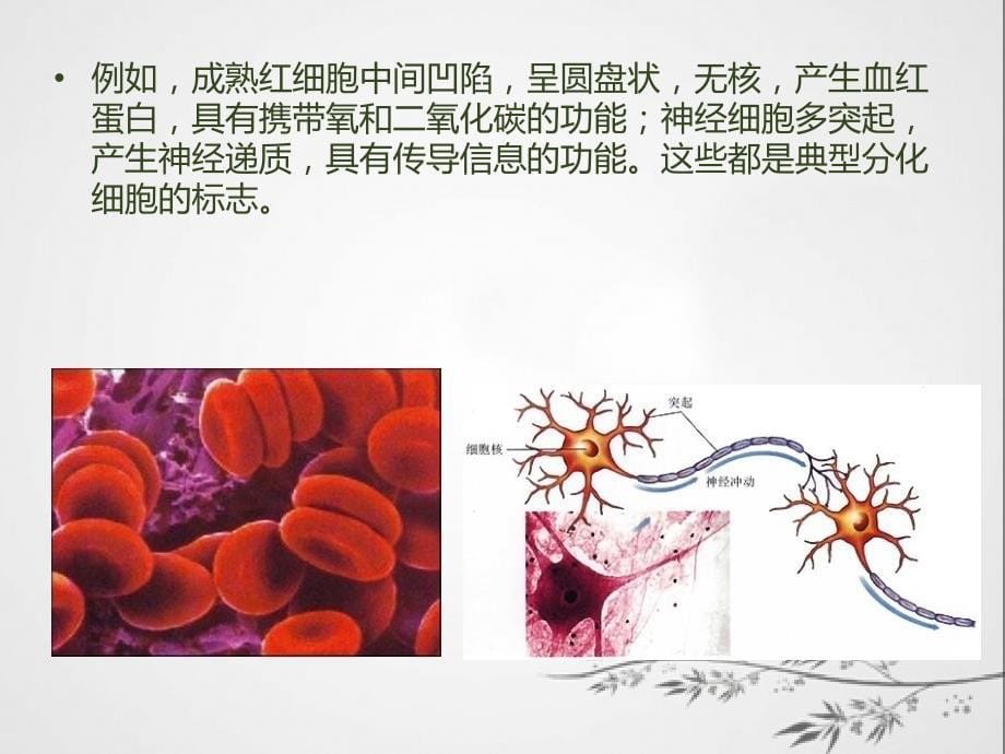 细胞分化与基因调控王玉娟_第5页