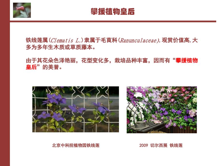 《花卉品种分类学》ppt课件_第4页