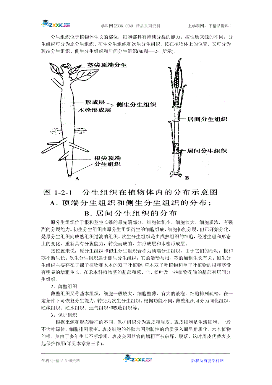 《植物解剖和生理》word版_第3页