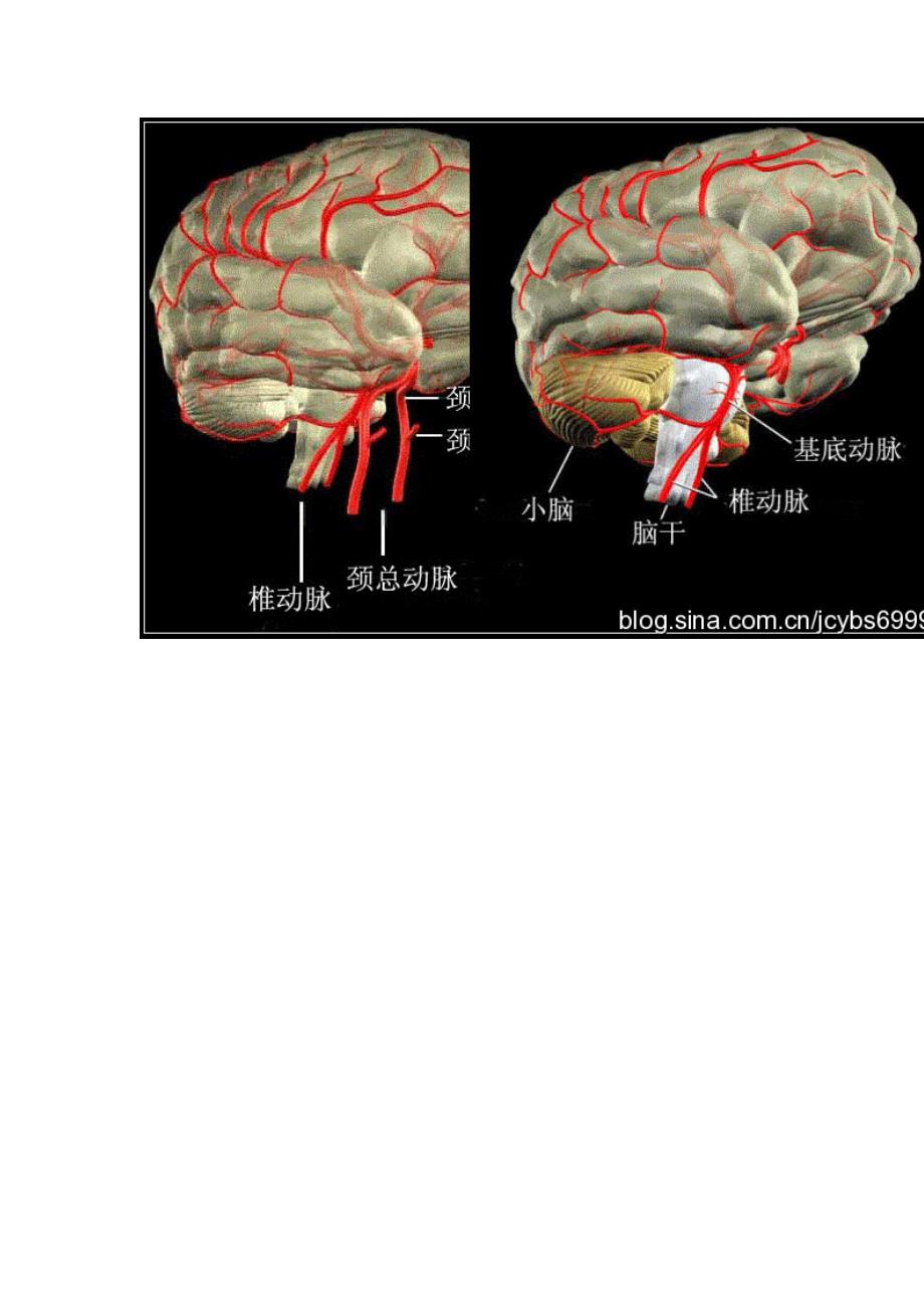 脑供血及脑血管解剖_第2页