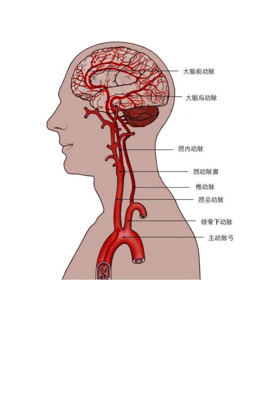 脑供血及脑血管解剖_第3页