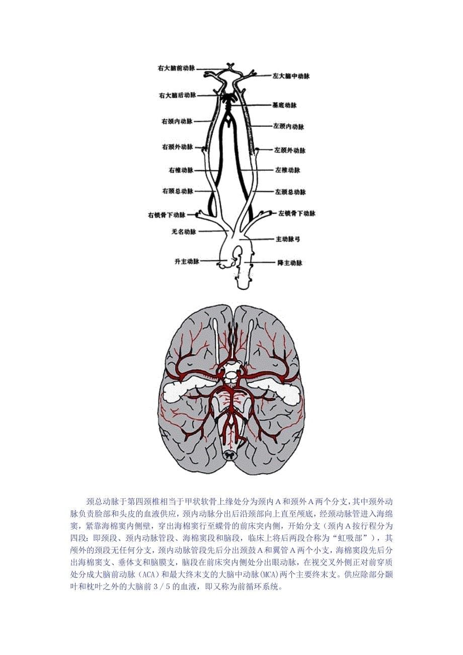 脑供血及脑血管解剖_第5页