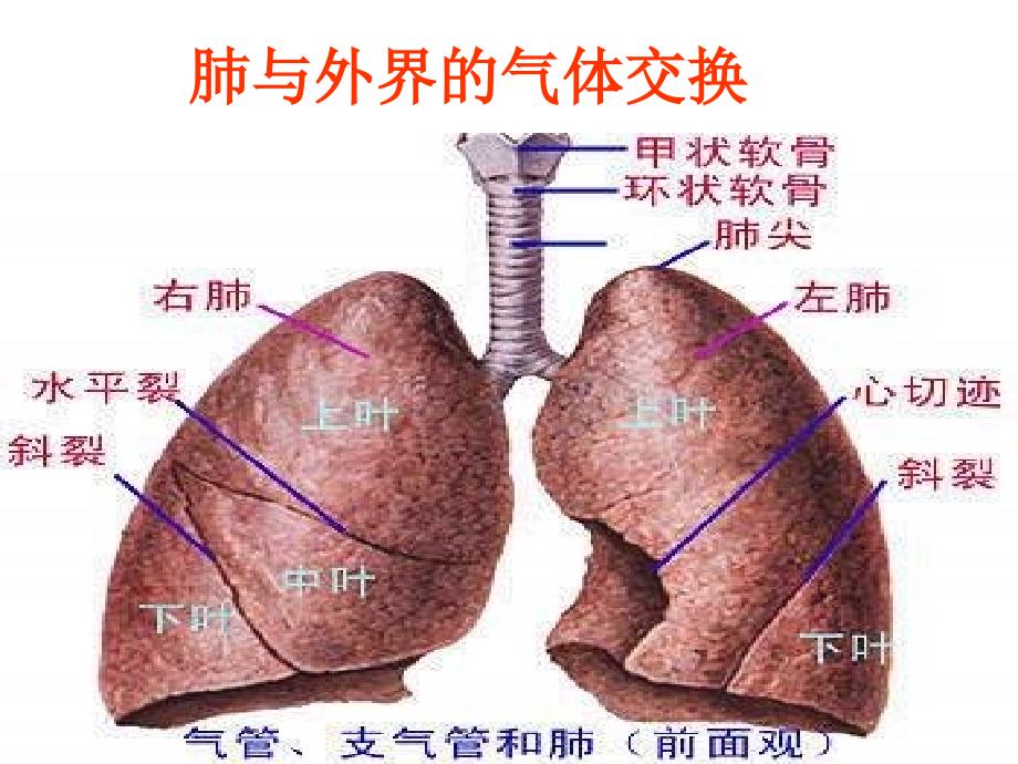 鲁科版生物七年级上册4.3.2《发生在肺内的气体交换》课件2_第2页