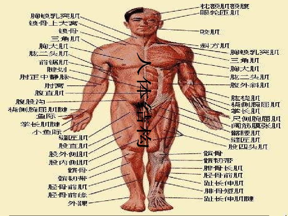 人教版体育与健康《体育与身体形态》ppt课件2_第4页