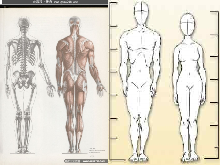 苏科版生物七年级下册9.2《人体的组成》ppt课件3_第2页