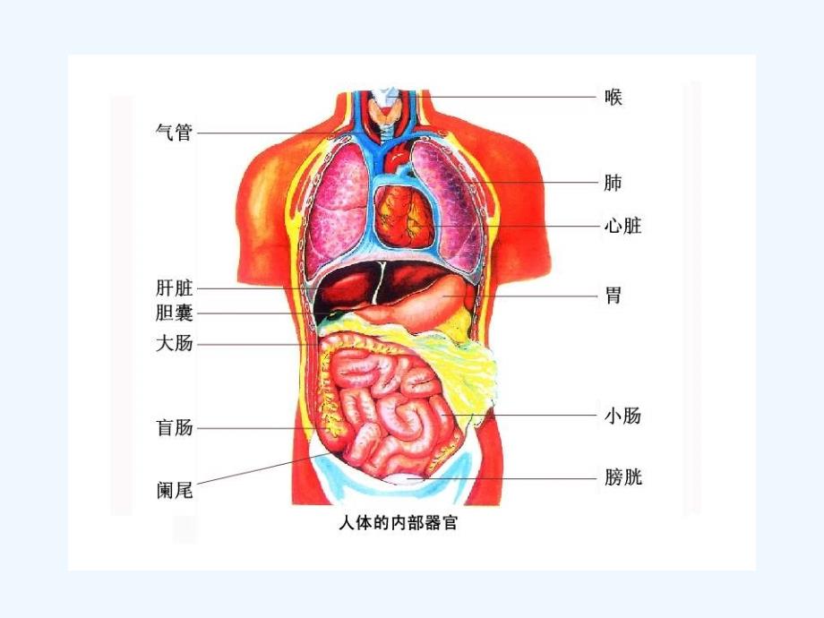 苏科版生物七年级下册9.2《人体的组成》ppt课件1_第4页