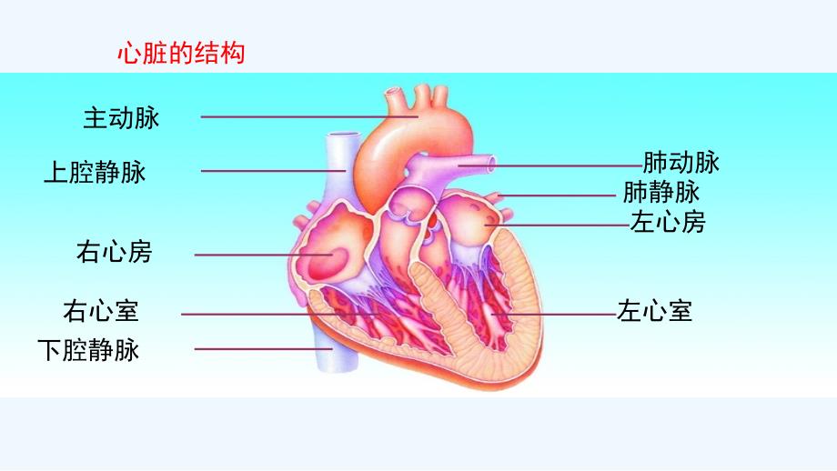 苏教版生物八年级下册25.2《威胁健康的主要疾病》ppt课件1_第4页