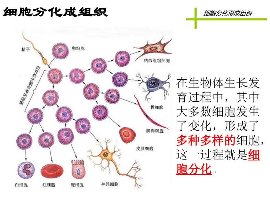 【5A版】细胞分化形成组织_第4页