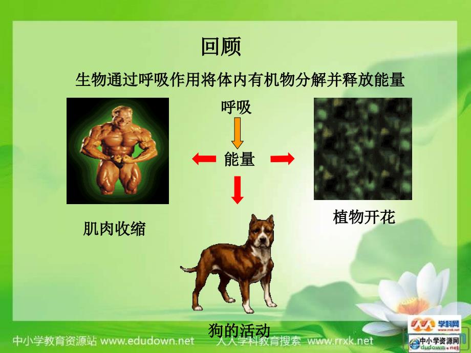 苏科版生物七上第二节《 人体的呼吸》ppt课件_第2页