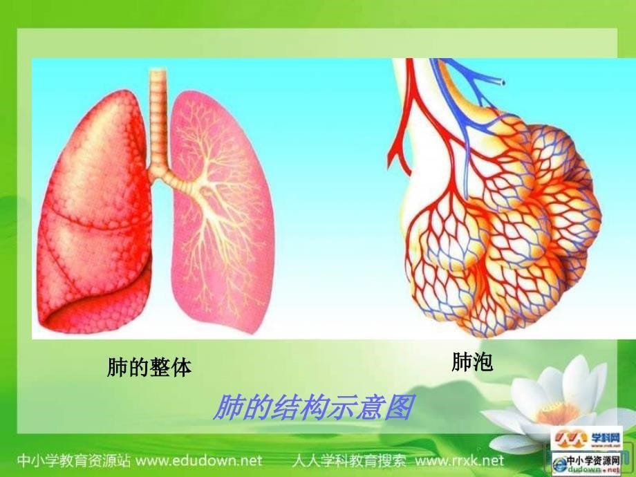 苏科版生物七上第二节《 人体的呼吸》ppt课件_第5页