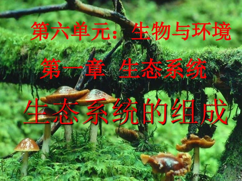 苏教版生物八下《生态系统的组成》ppt课件2_第4页