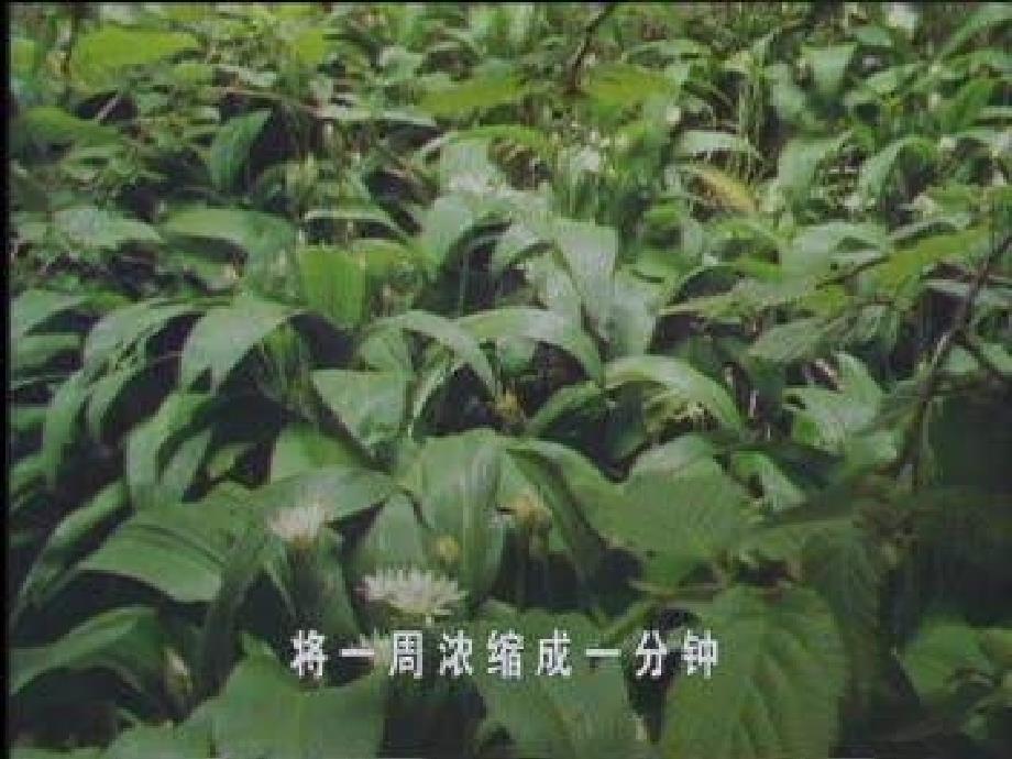 苏教版七上《植物的开花和结果》ppt课件1_第2页