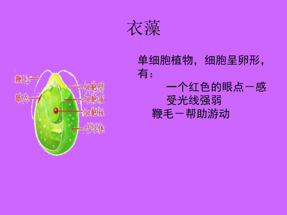 苏教版生物八上14.1《五彩缤纷的植物世界》课件1_第4页