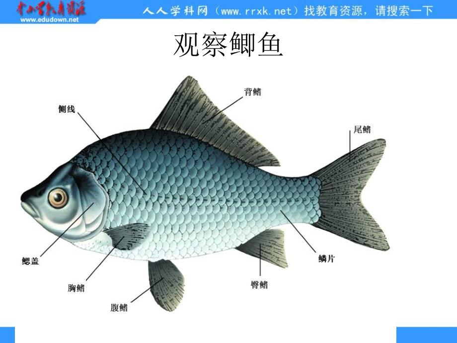 苏科版生物七下《水中的动物》ppt课件_第4页