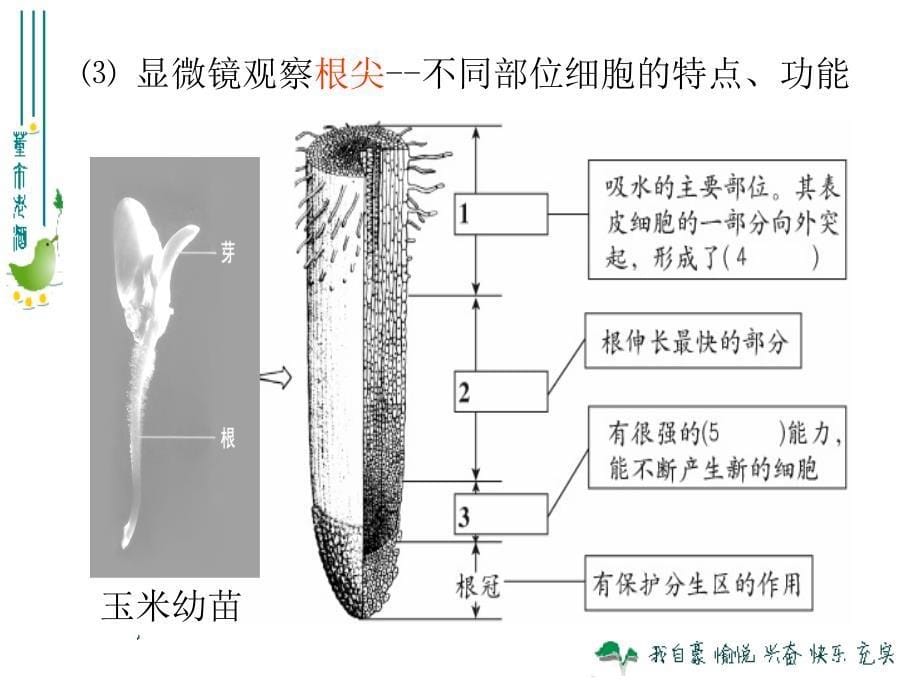 鲁科版生物六年级下册3.2.2《植株的生长》ppt课件2_第5页