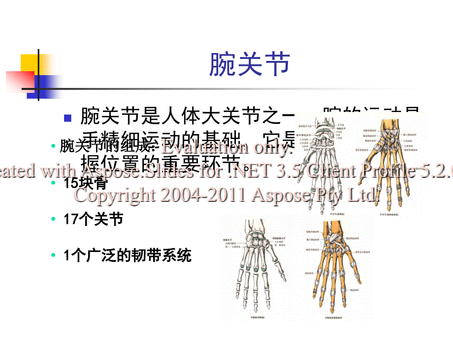 关节运动学(三、腕)运动学特征_第3页