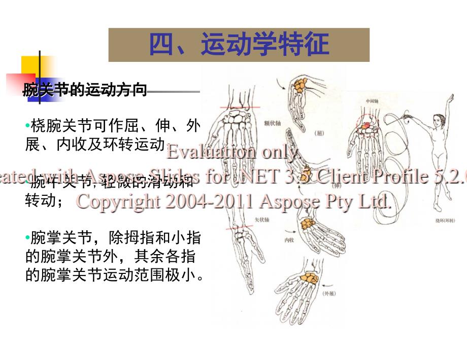 关节运动学(三、腕)运动学特征_第4页