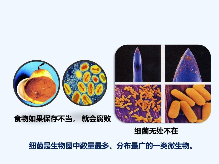 济南版生物七年级上册2.3.2《细菌》课件2_第3页