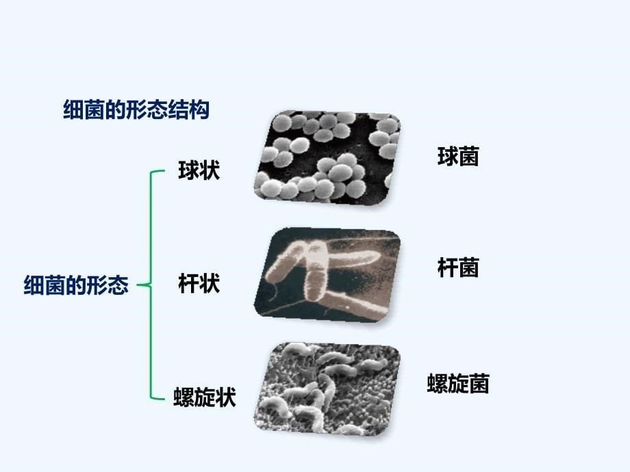 济南版生物七年级上册2.3.2《细菌》课件2_第5页