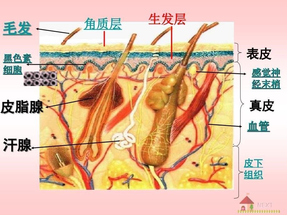 鲁科版生物七年级上册4.5.2《汗液的形成和排出》课件1_第5页