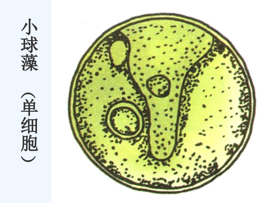 苏科版生物七年级下册10.2《水中的藻类植物》ppt课件2_第3页