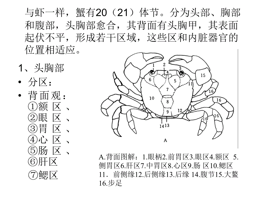 【5A版】蟹形态构造的观察_第3页