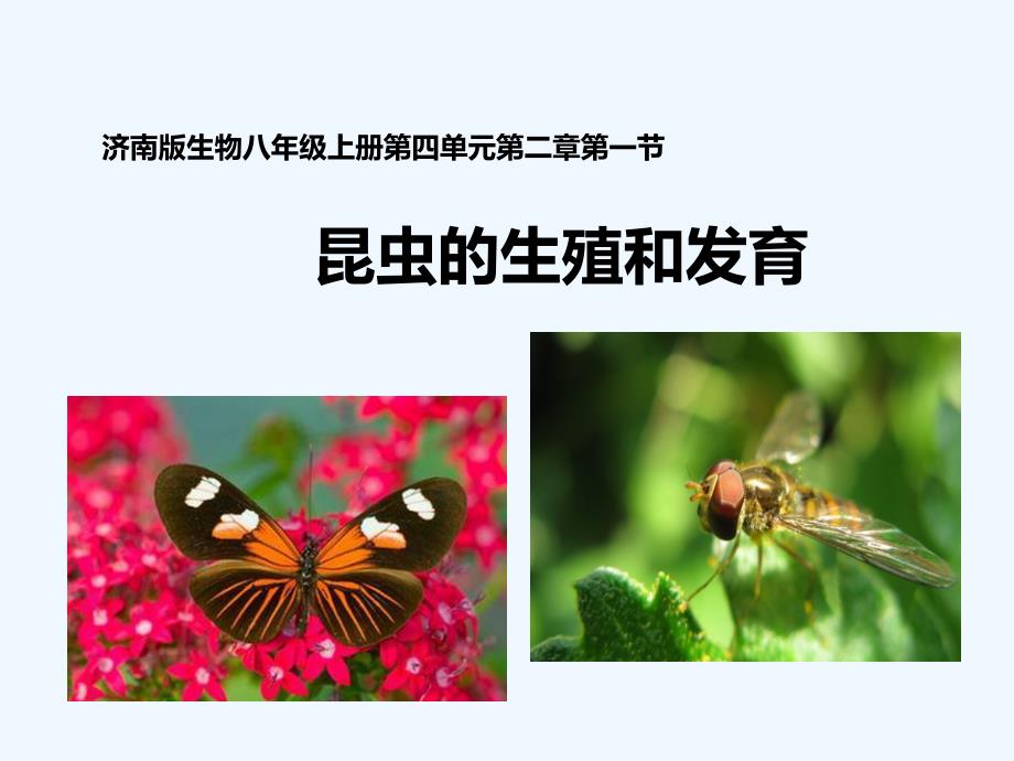 济南版生物八年级上册4.2.1《昆虫的生殖和发育》课件1_第1页