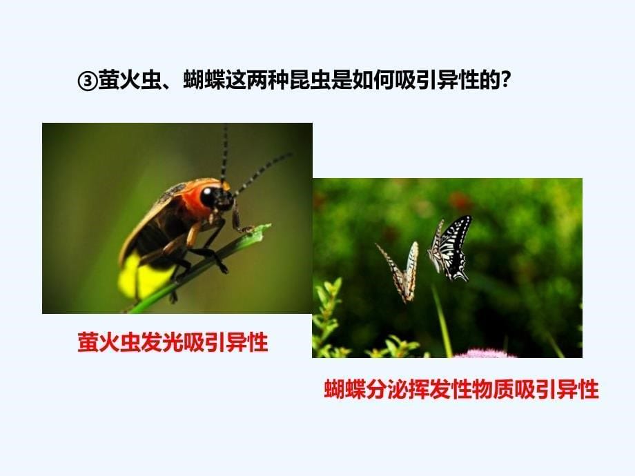 济南版生物八年级上册4.2.1《昆虫的生殖和发育》课件1_第5页