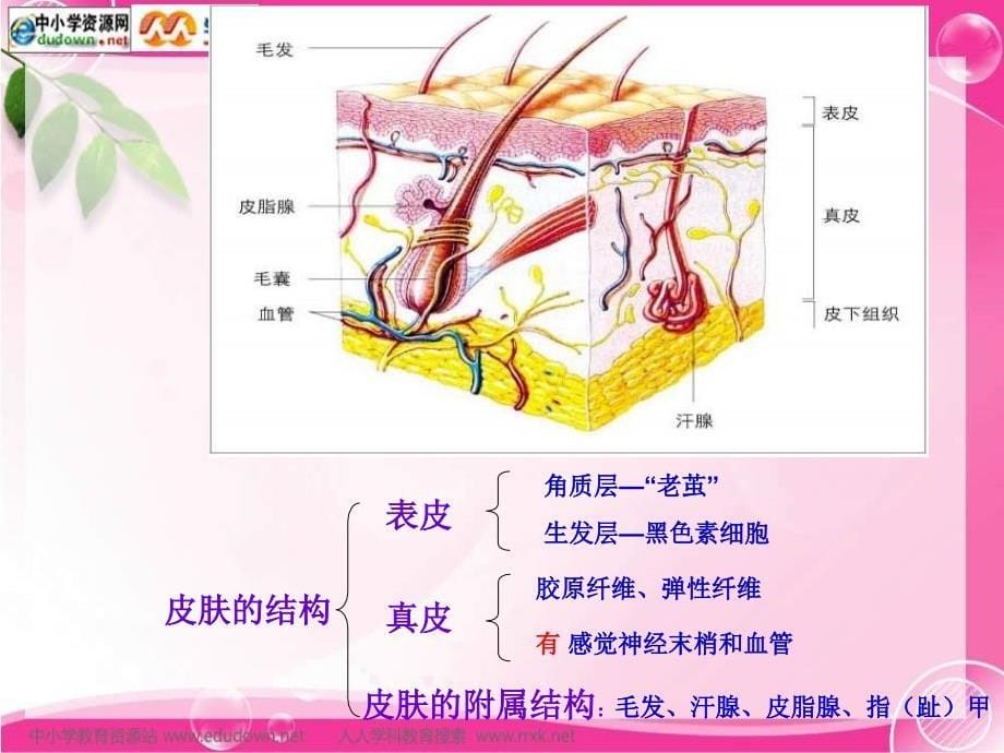 北师大版生物七下第3节 《皮肤与汗液分泌》ppt课件之一_第5页