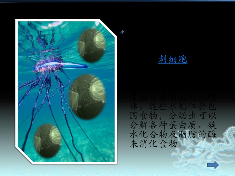 【5A版】信息技术海边的危险生物僧帽水母_第4页