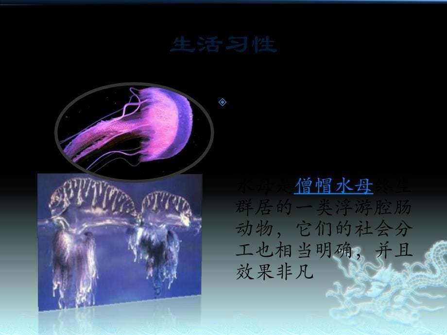 【5A版】信息技术海边的危险生物僧帽水母_第5页