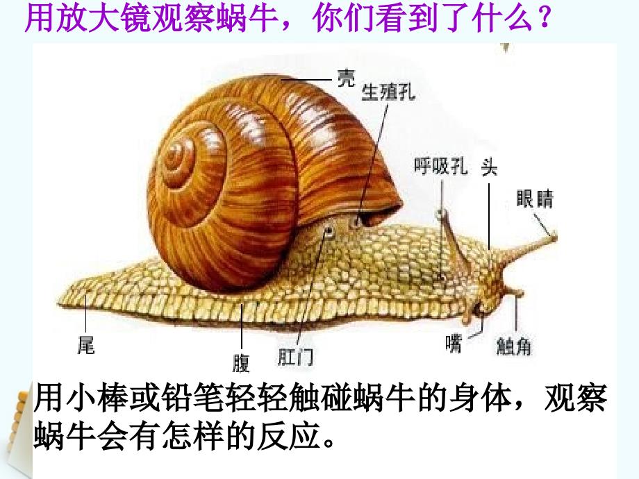 三年级科学上册蜗牛1课件教科版_第4页