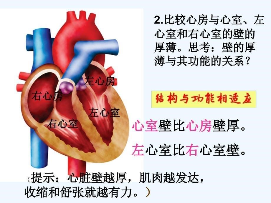 济南版生物七年级下册3.2《物质运输的器官》ppt课件2_第5页