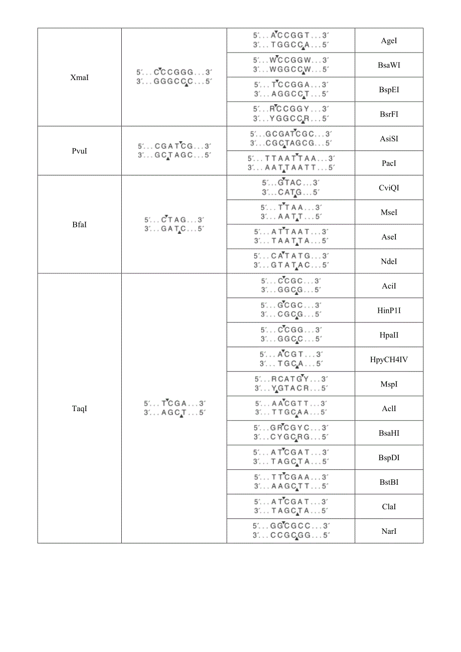 常见同尾酶_第2页