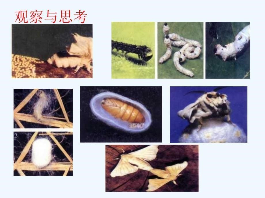 鲁科版生物八年级下册8.1.2《昆虫的生殖和发育》课件2_第5页