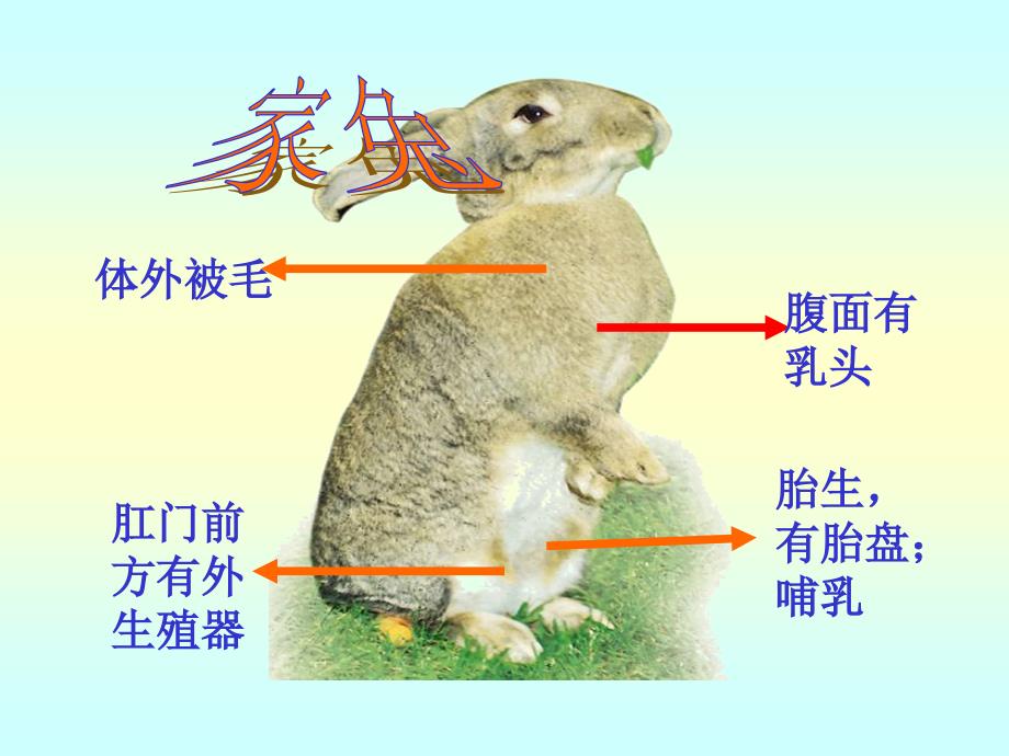 七年级生物章节件制作_第4页