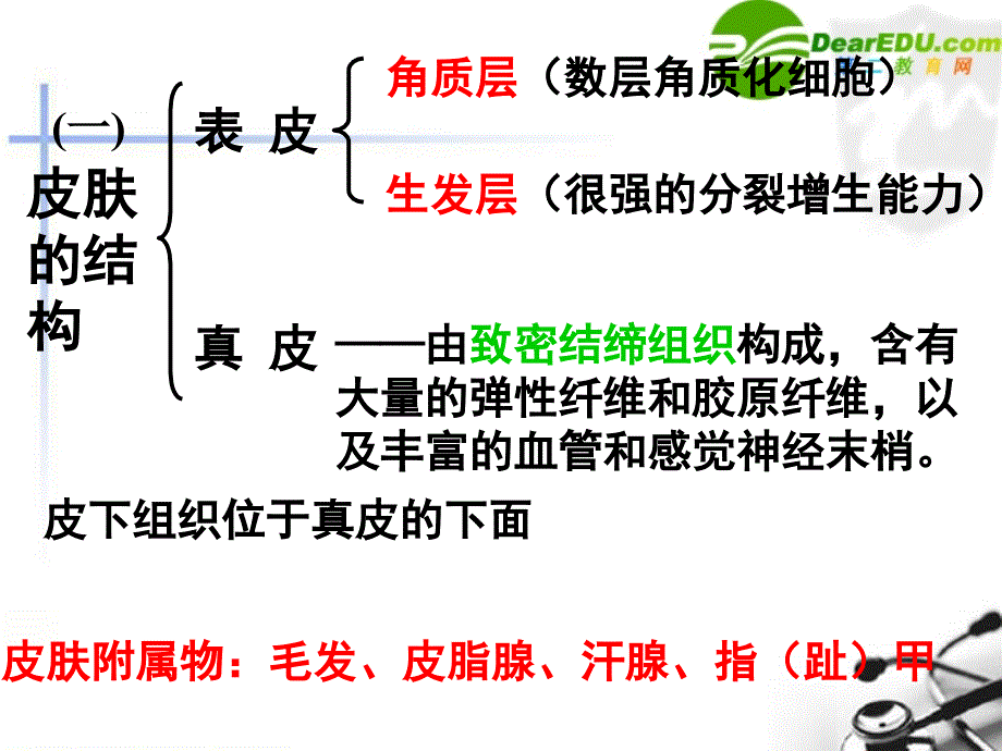 七年级生物汗液的形成和排出课件_第4页