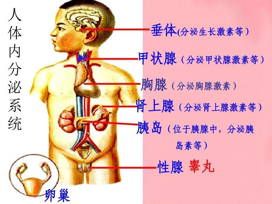 七级下册生物学第六第四激素调课件_第5页