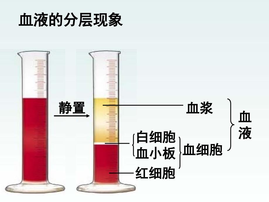 七级下册生物课件人体内的物质运输_第3页