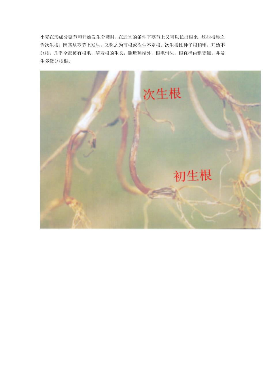 小麦次生根_第1页