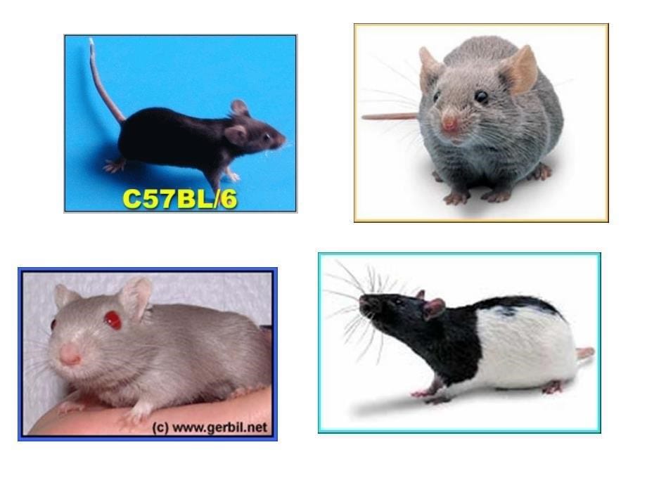 实验动物学第四章常用实验动物的生物学特性及其应用_第5页