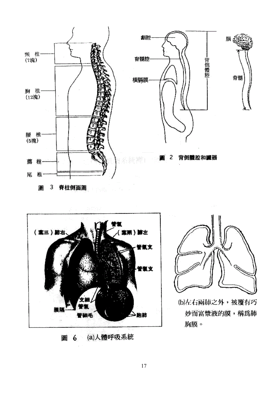 体温脉搏呼吸及血压测量法_第3页