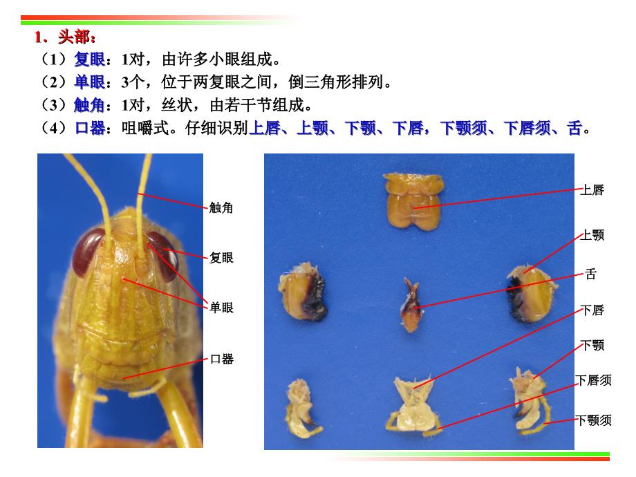 实验5 蝗虫的外部形态及内部解剖(节肢动物门)_第3页