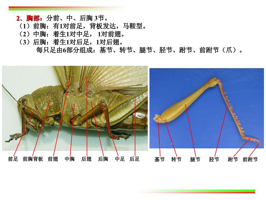 实验5 蝗虫的外部形态及内部解剖(节肢动物门)_第4页