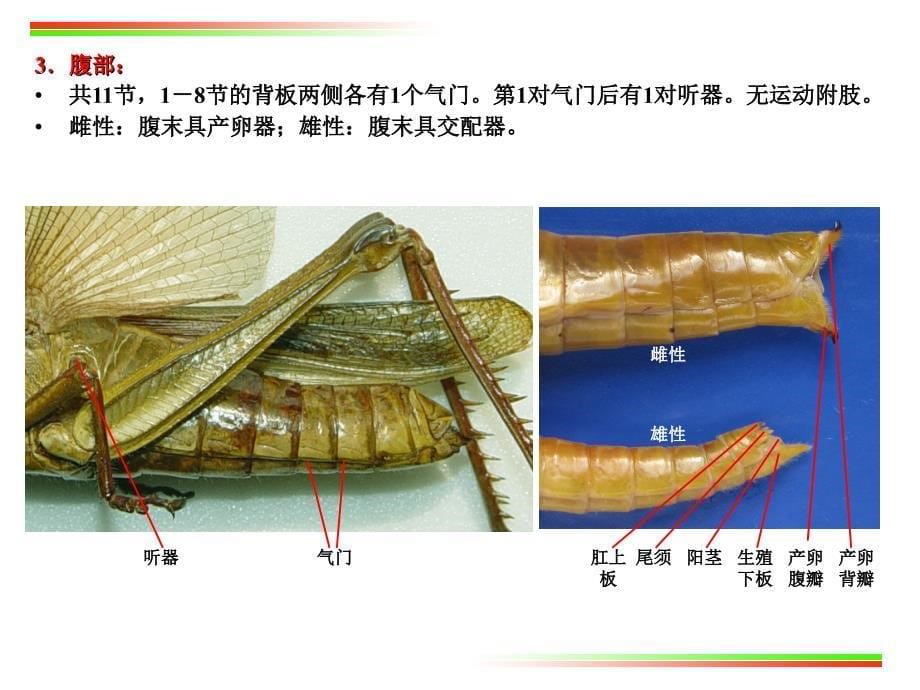 实验5 蝗虫的外部形态及内部解剖(节肢动物门)_第5页