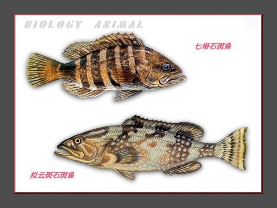 学生演示文稿水中生活的动物_第4页